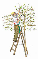 Gidleigh Park, Gardener pleaching vines