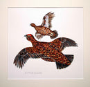 Red Grouse flying right
