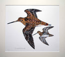 Snipe