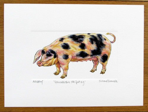 Gloucestershire Old Spot Pig Print