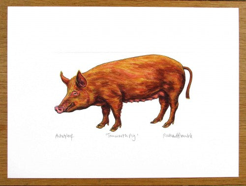 Tamworth Pig Print (NEW)