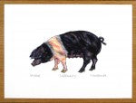 Saddleback Pig Print
