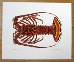 Spiny Lobster, Crawfish, Langouste or Crayfish from above print