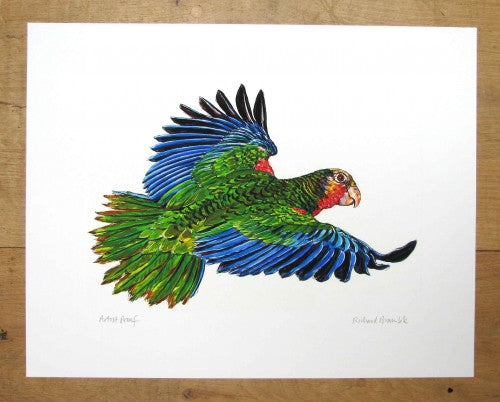 Abaco or Amazonian Parrot Print