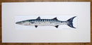 Barracuda