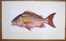 Mutton Snapper