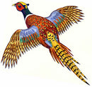 Pheasant Painting