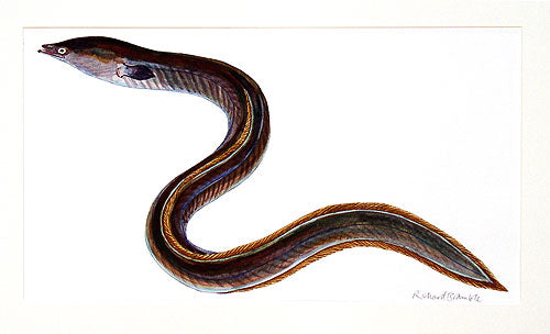 Eel Original Painting