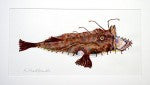 Monkfish Original Painting
