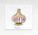 Garlic 'Albigensian' Original Painting