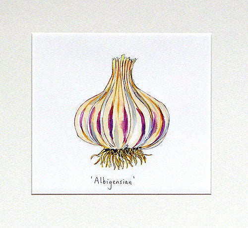 Garlic 'Albigensian' Original Painting