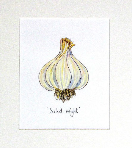Garlic 'Solent Wight' Original Painting