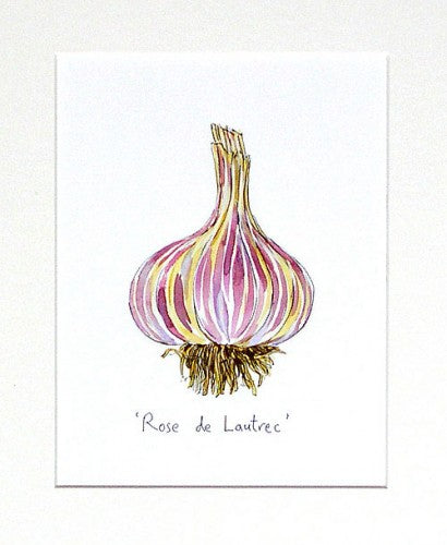 Garlic 'Rose de Lautrec' Original Painting