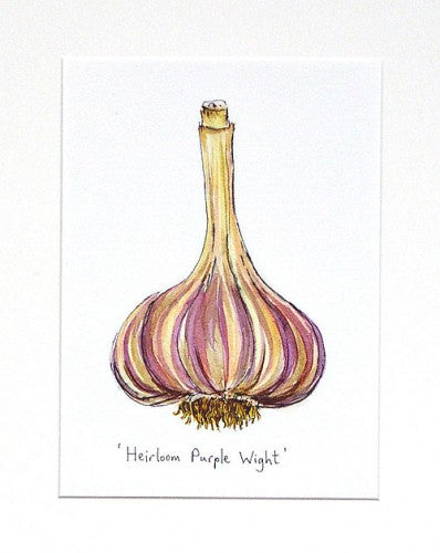 Garlic 'Heirloom Purple Wight' Original Painting