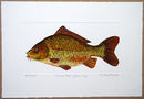 Carp (common) Print Richard Bramble