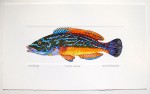 Cuckoo Wrasse Print Richard Bramble in use