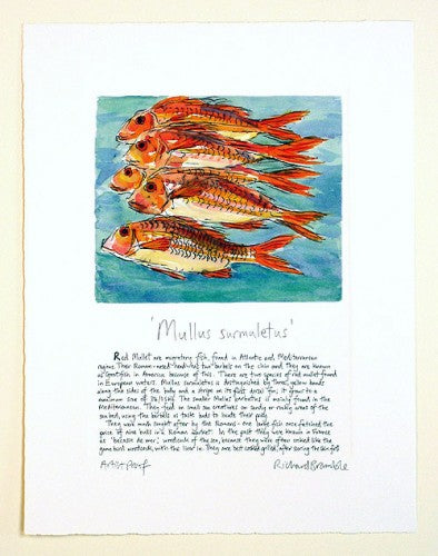 Red Mullet Shoal with text print