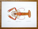 Langoustine print