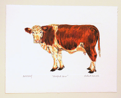 Hereford Cow Print