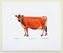 Jersey Cow Print