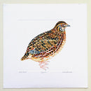 Quail Print