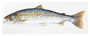 Sea Trout Greeting Card