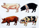 Pigs Apron