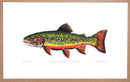 Brook Trout Print