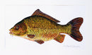 Carp painting