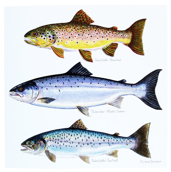 Brown Trout, Salmon & Sea Trout Greeting Card