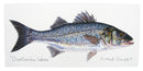 Sea Bass Greeting Card