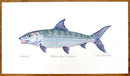 Bonefish Print