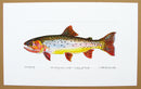 Cutthroat Trout Print
