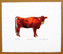 Dexter Heifer Cow Print