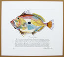 John Dory with text print (landscape shape)