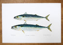 Mackerel Print without text