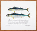 Mackerel with text print