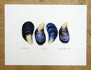 Mussels Print