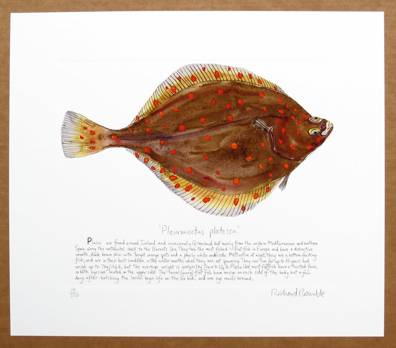 Plaice Print with text