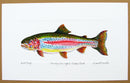 Rainbow Trout Print