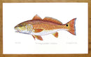 Red Drum Print Richard Bramble