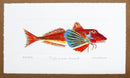 Gurnard Print no text hand coloured