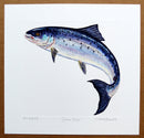 Atlantic Leaping Salmon Print