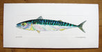 Mackerel Print by Richard Bramble