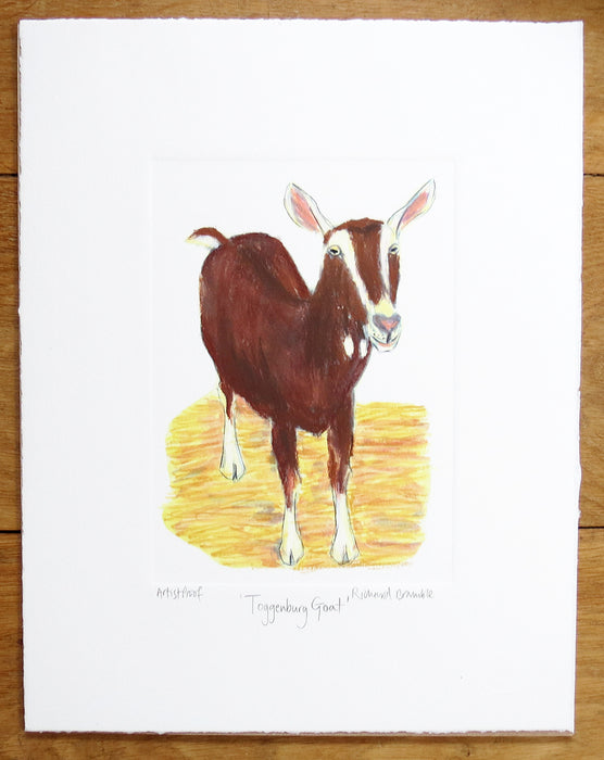 Toggenburg Goat print