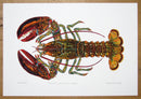 North American Lobster print
