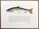 Sea Trout Print with text
