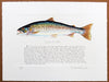 Sea Trout Print with text by Richard Bramble