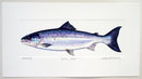 Salmon print