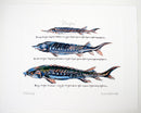 Sturgeon Print